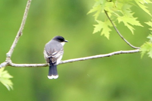 Eastern Kingbird - Leslie Steinberger