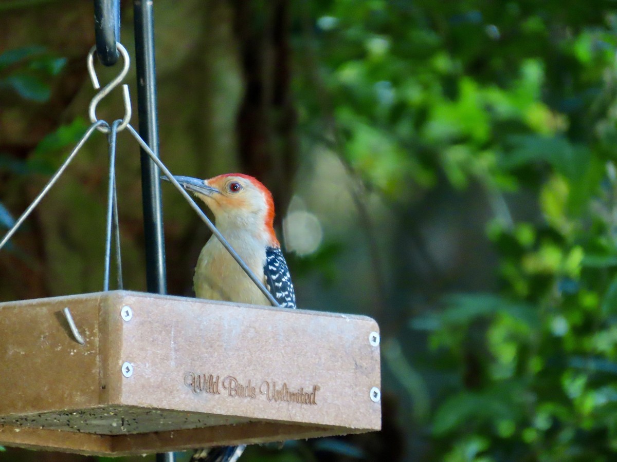 Red-bellied Woodpecker - Craig Watson