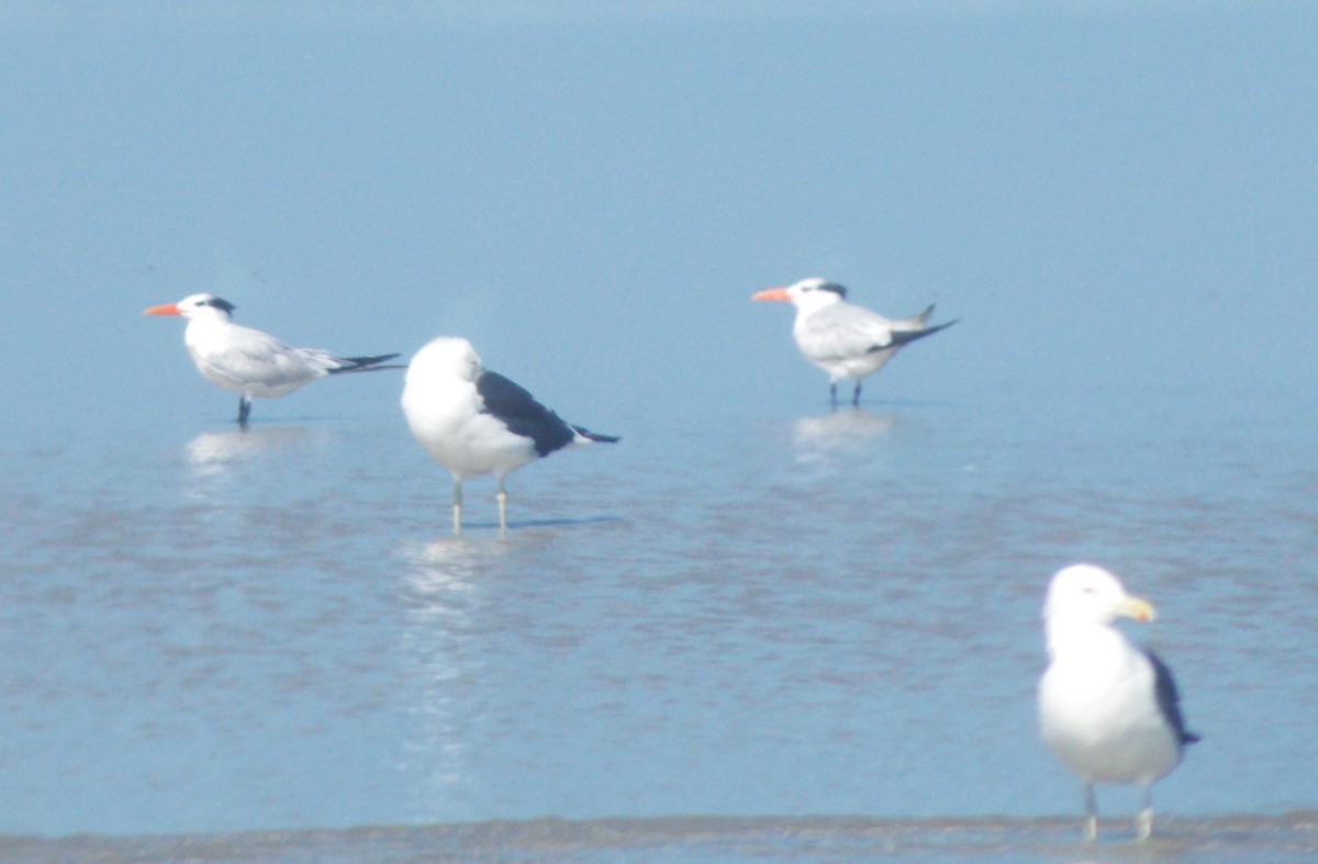 Royal Tern - Nilson Cazorino