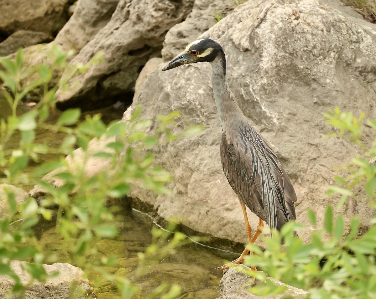 Yellow-crowned Night Heron - ML619502176