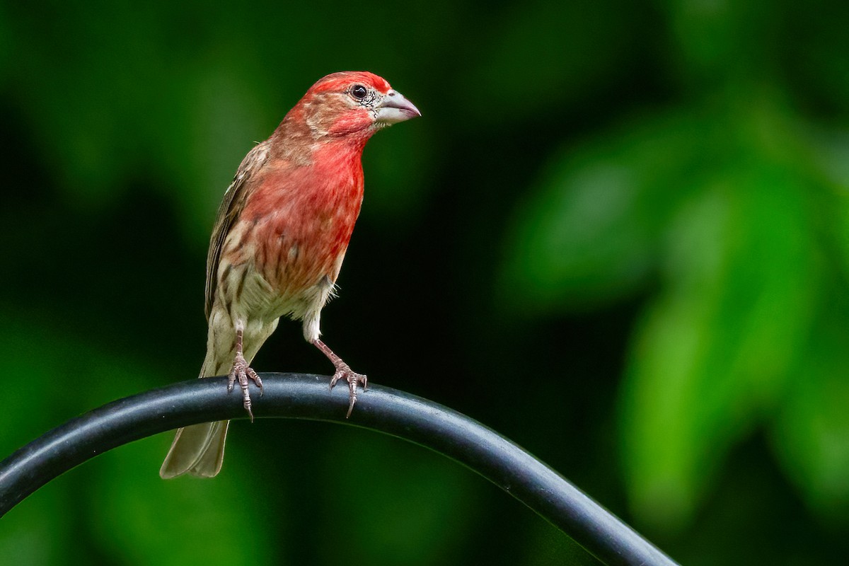 House Finch - George Holt