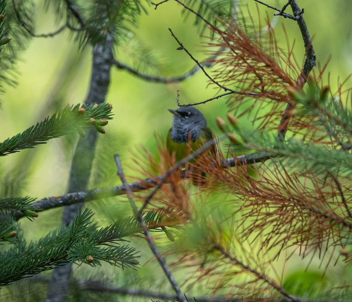 MacGillivray's Warbler - bj worth