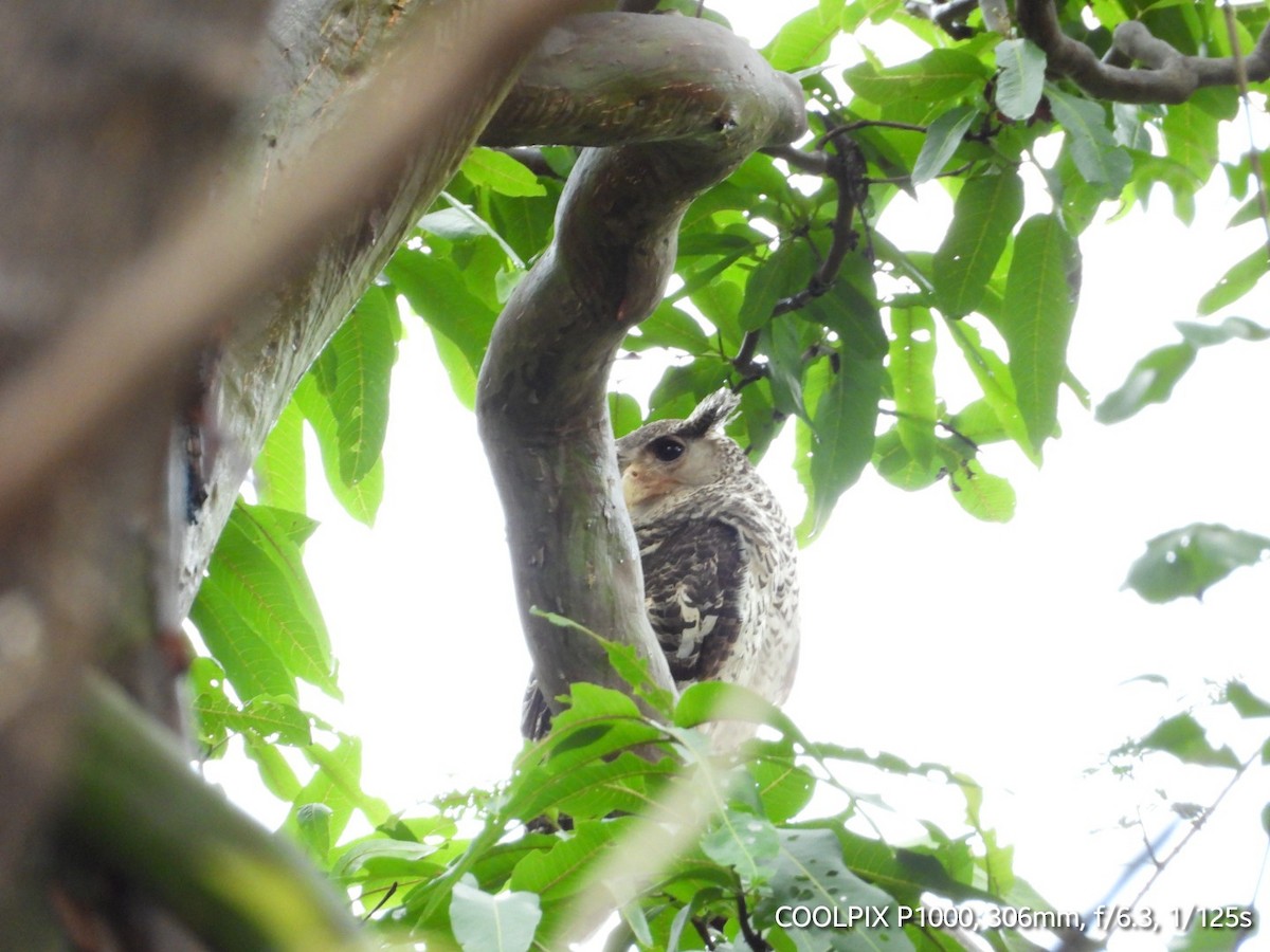 Spot-bellied Eagle-Owl - ML619502182