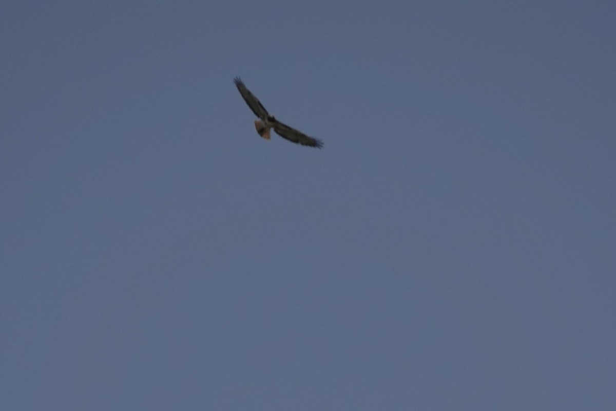 Red-tailed Hawk - Debra Austin