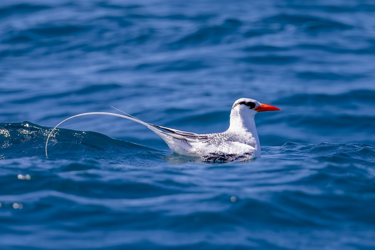 Red-billed Tropicbird - Mason Flint