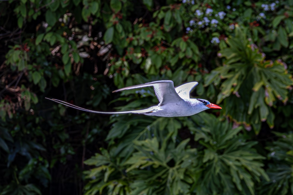 Red-billed Tropicbird - Mason Flint