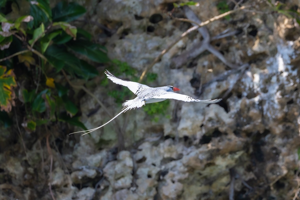 Red-billed Tropicbird - Mason Flint