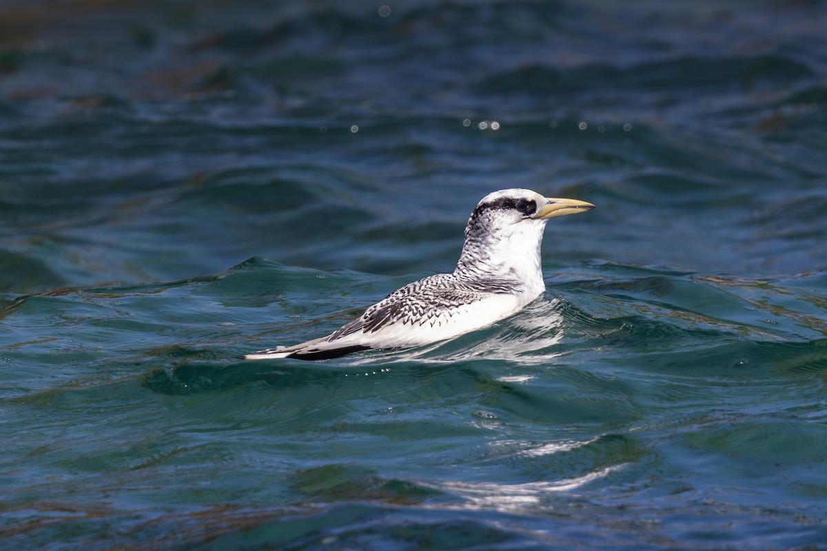 Red-billed Tropicbird - Mason Flint