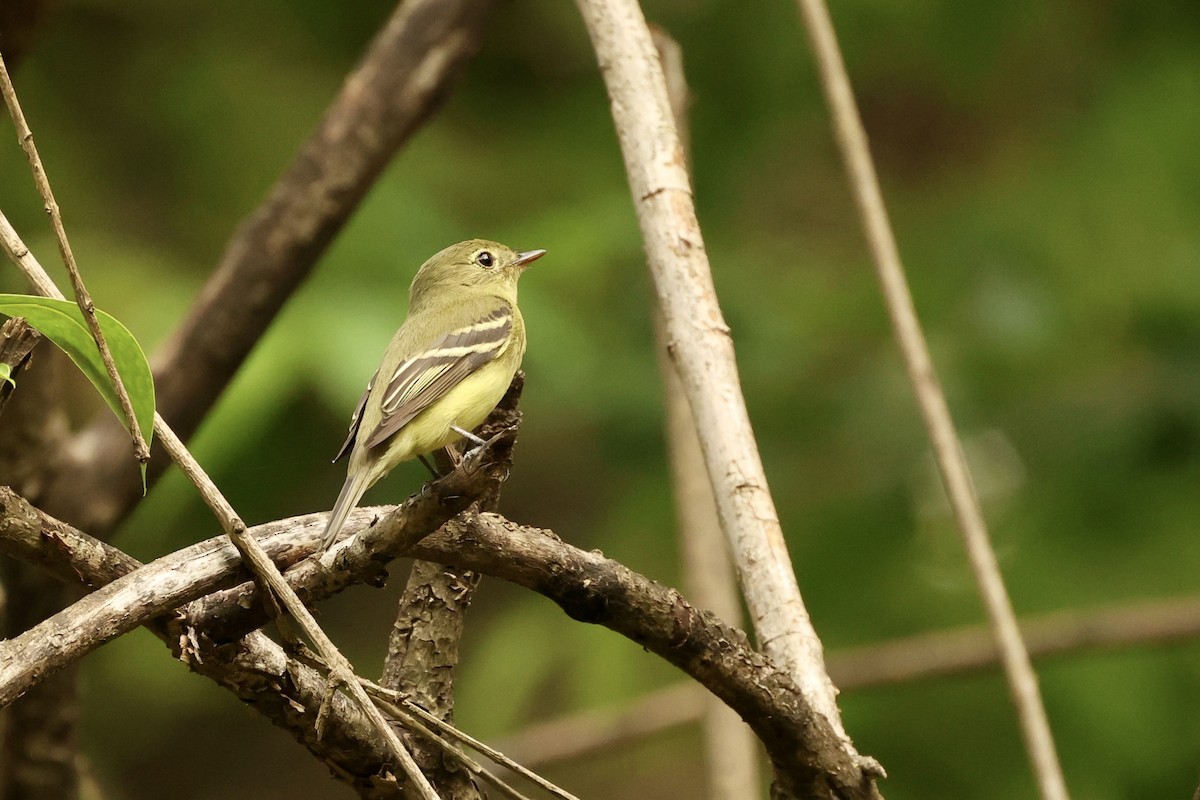 Yellow-bellied Flycatcher - Jeff Osborne