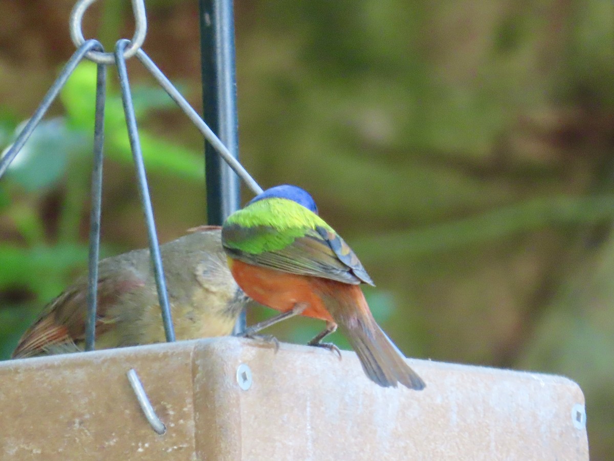 Painted Bunting - Craig Watson