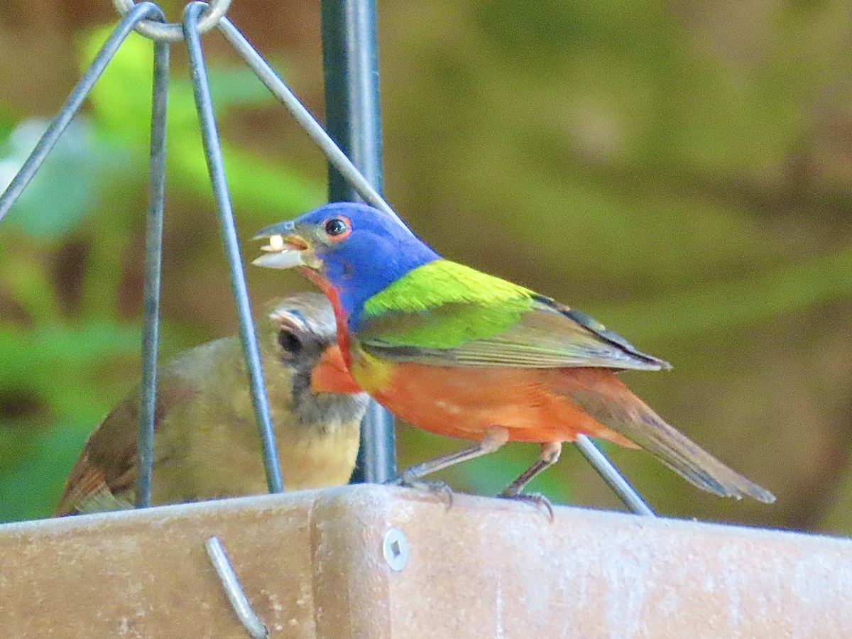 Painted Bunting - Craig Watson