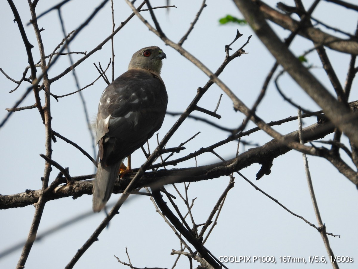 Shikra - Gopi Raji