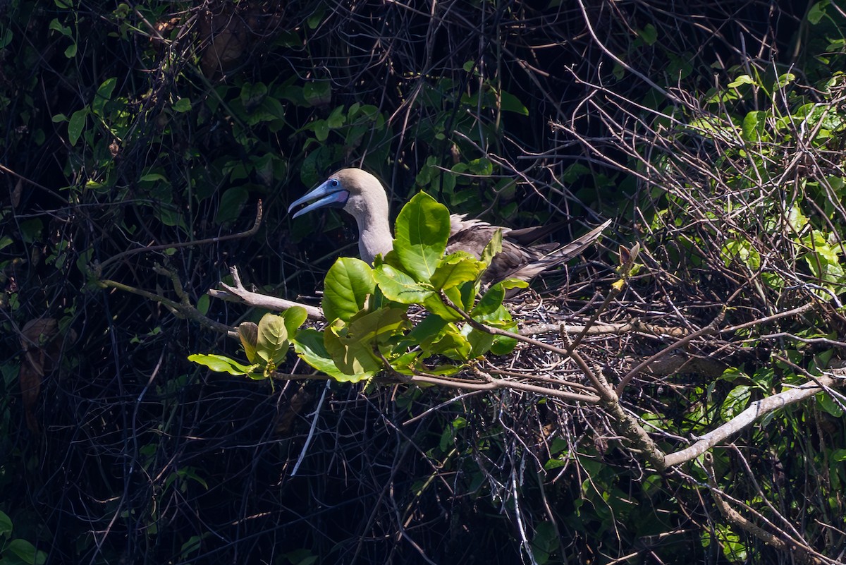 Red-footed Booby - Mason Flint