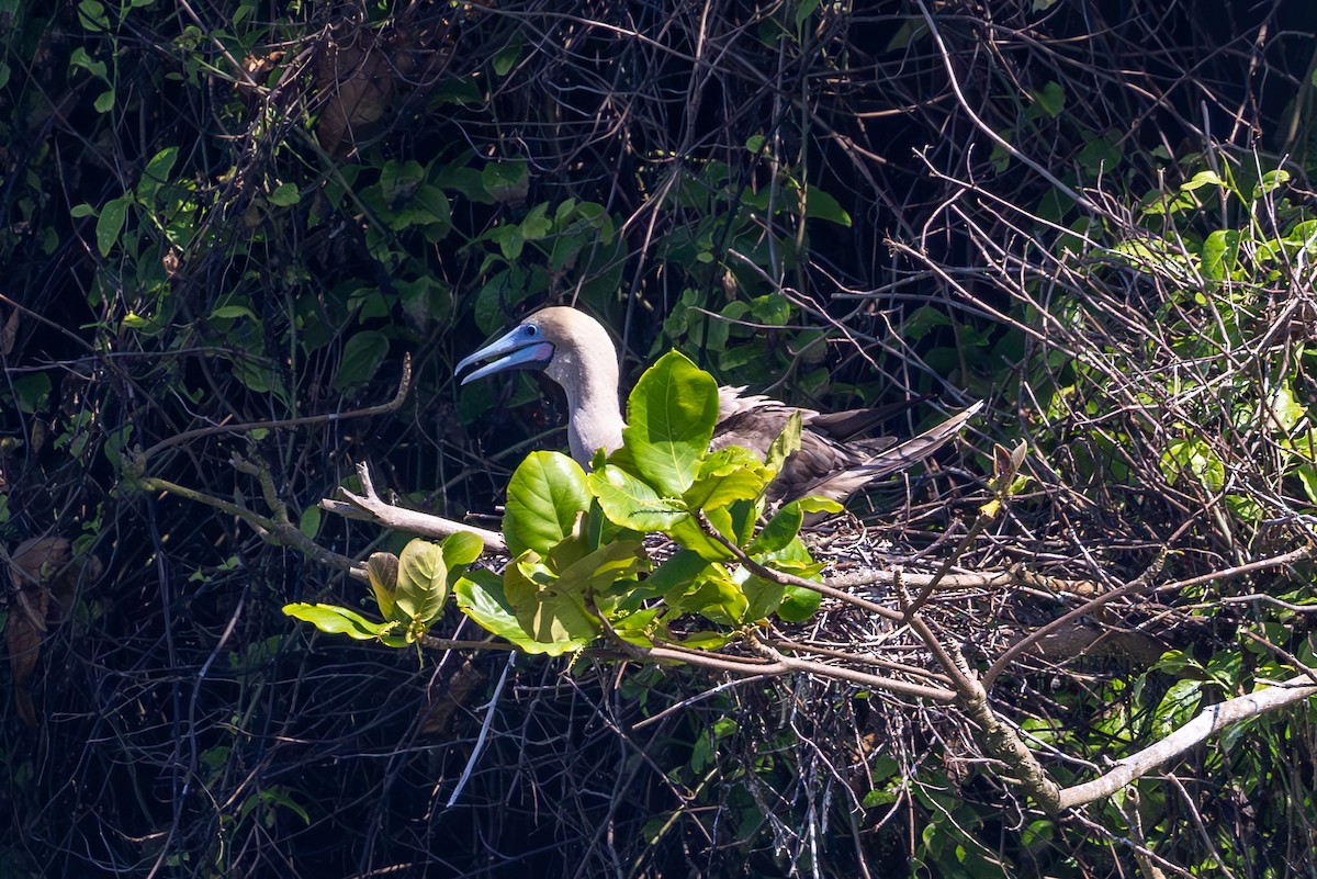 Red-footed Booby - Mason Flint