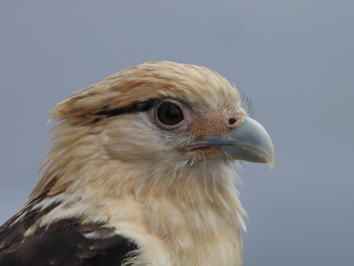 Yellow-headed Caracara - Ken Burgdorff