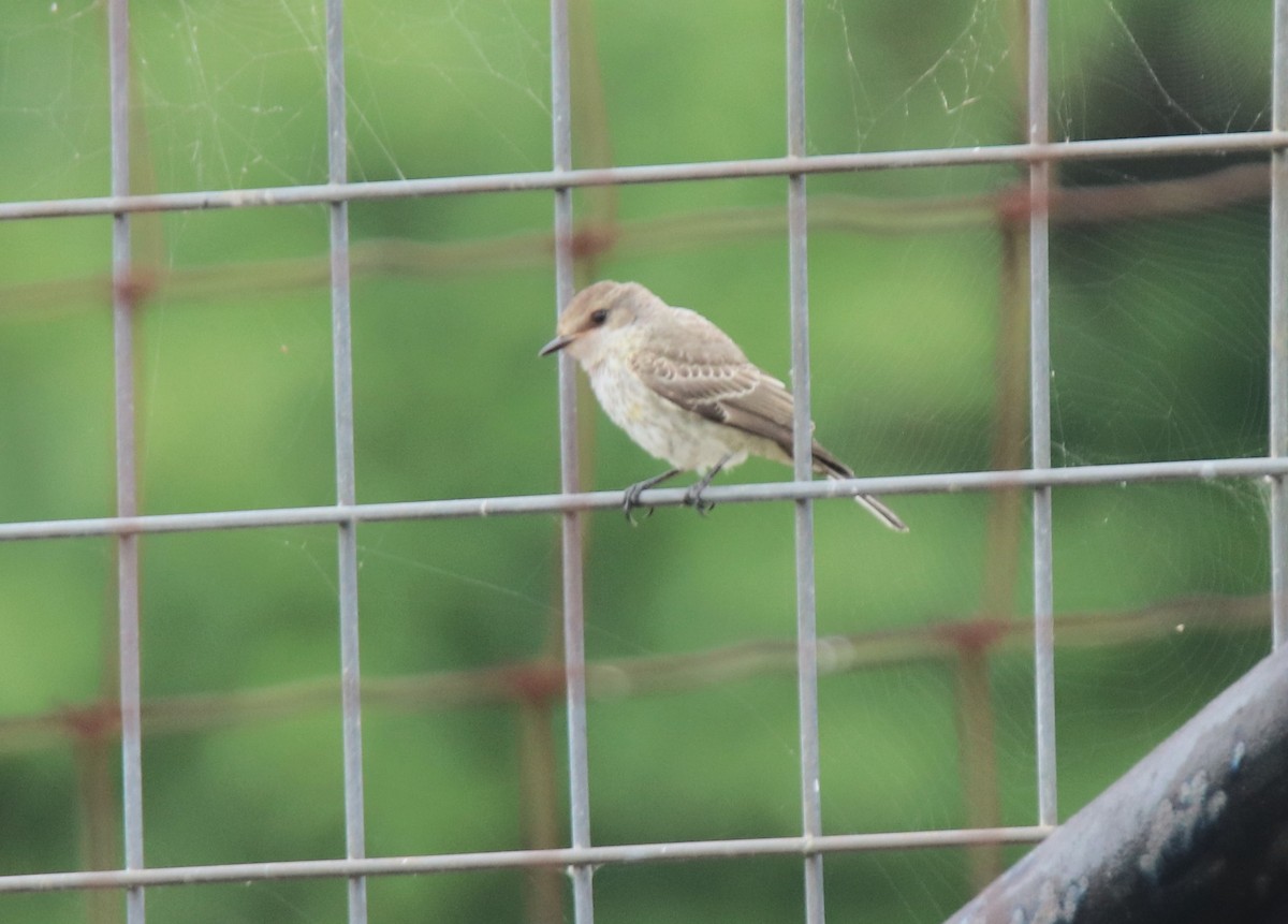 Vermilion Flycatcher - ML619502228