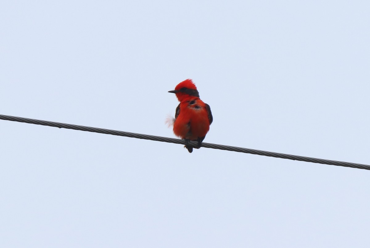 Vermilion Flycatcher - Ruth King