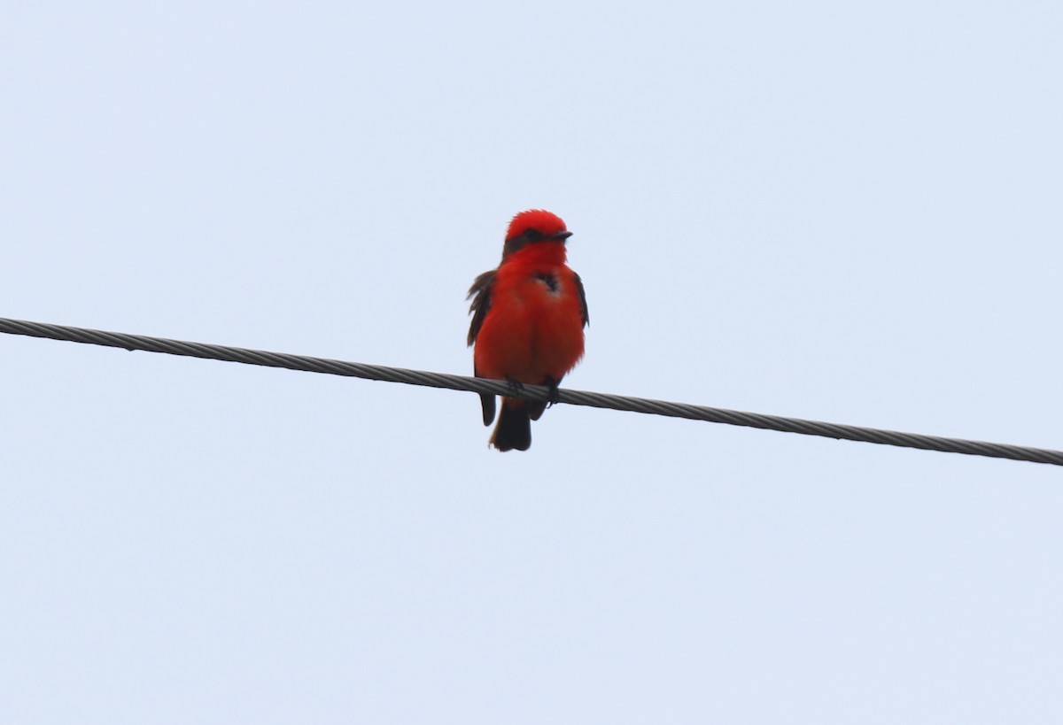 Vermilion Flycatcher - Ruth King