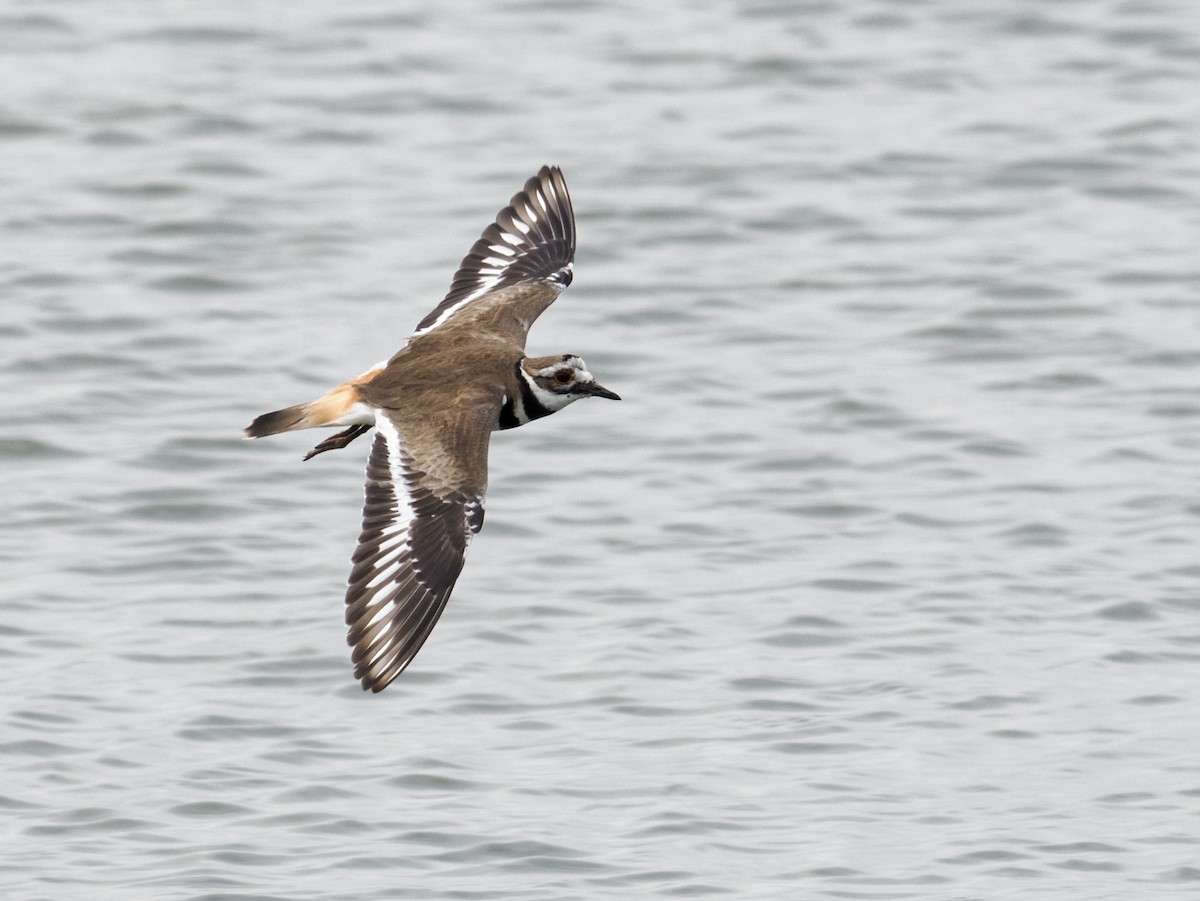 Killdeer - Nick Athanas