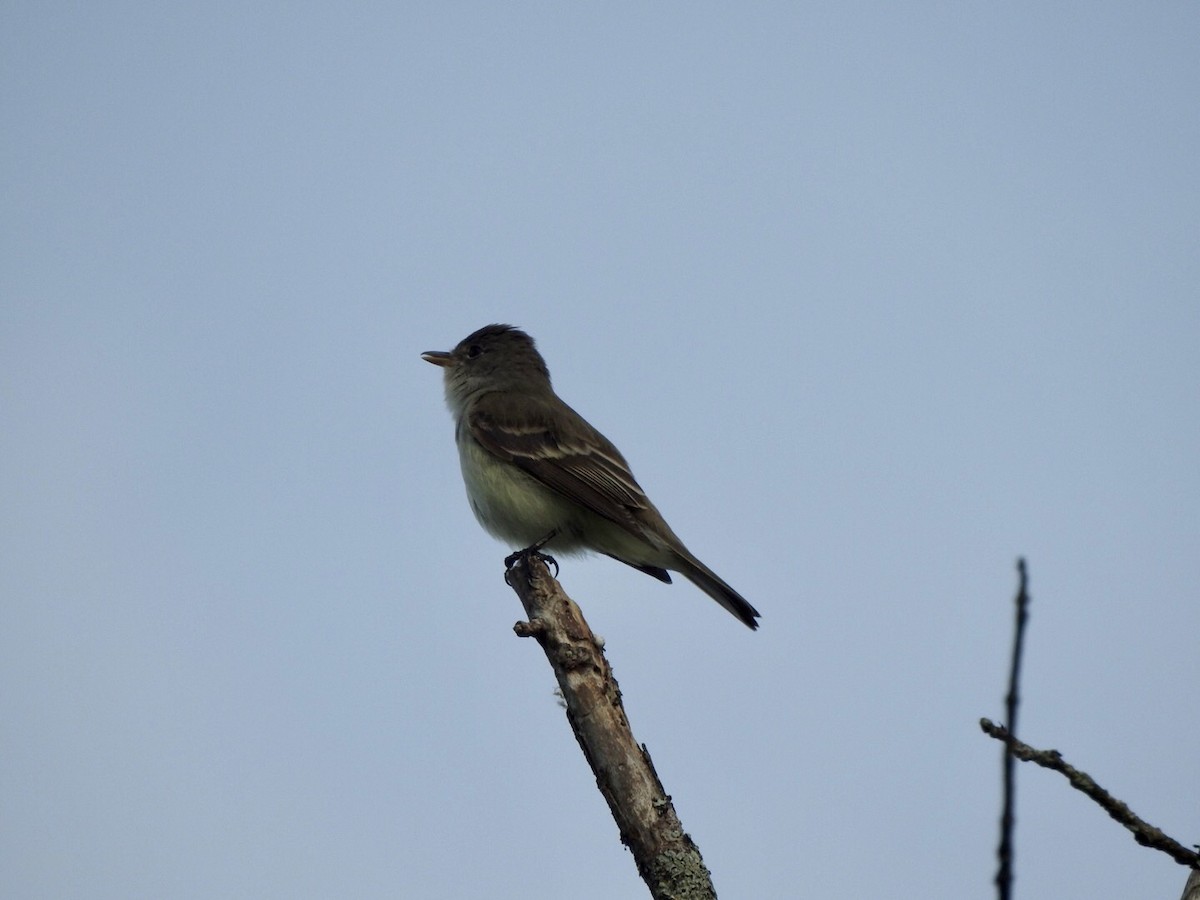 Willow Flycatcher - Anita Hooker