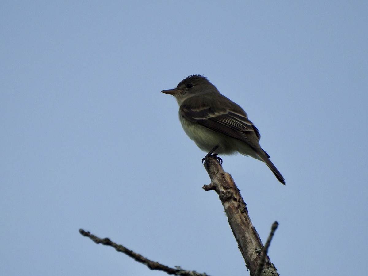 Willow Flycatcher - Anita Hooker