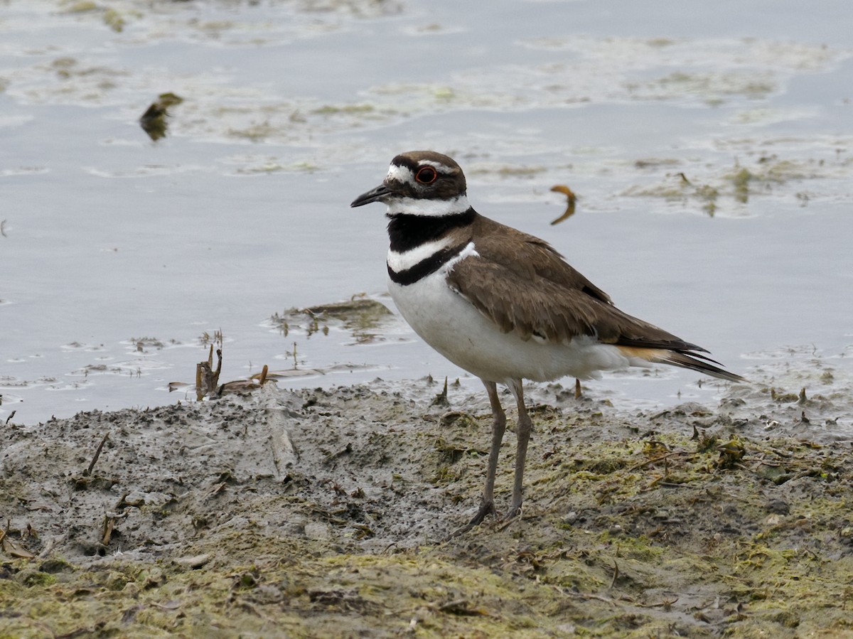 Killdeer - Nick Athanas