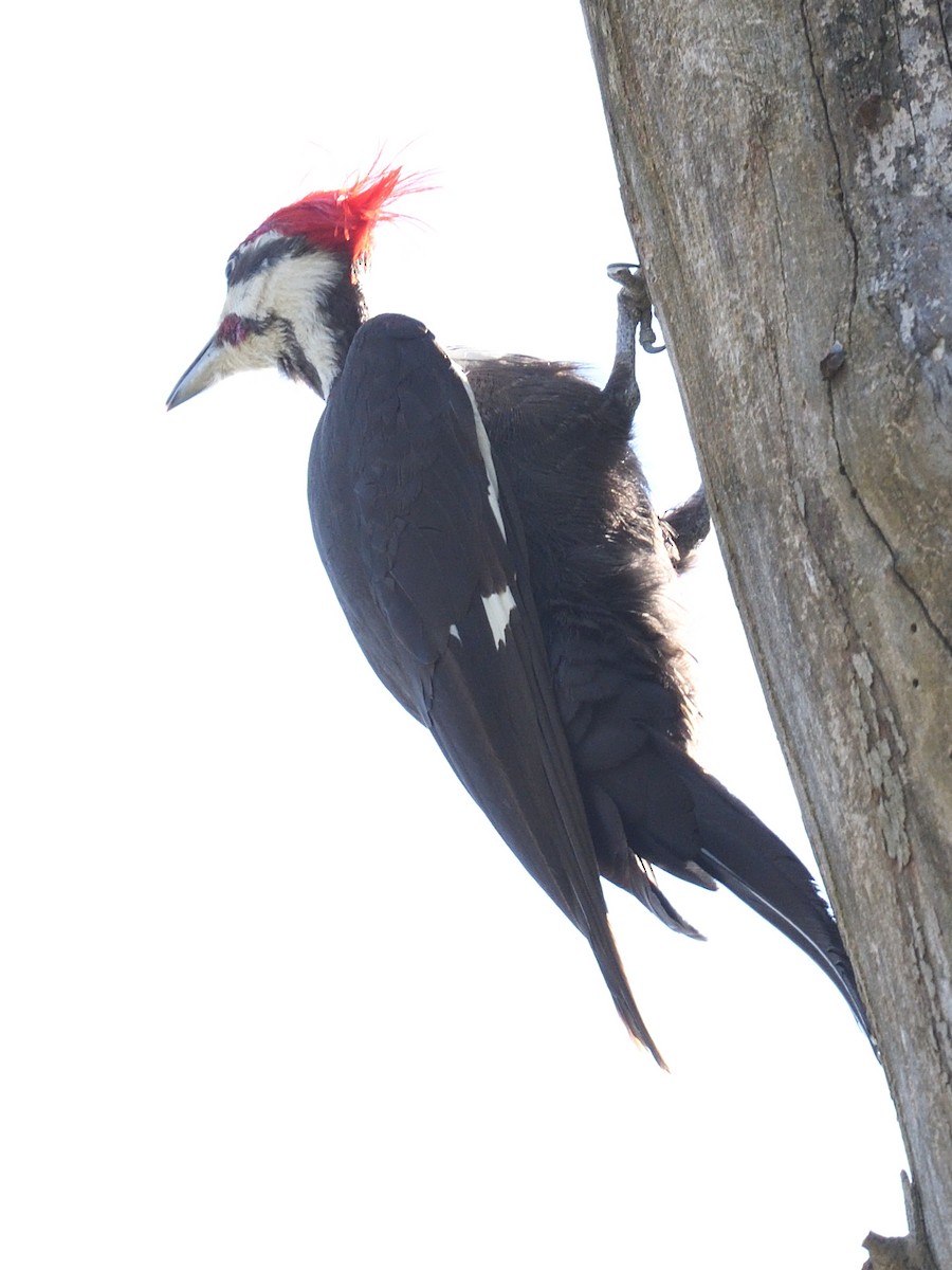 Pileated Woodpecker - Colin Fisher