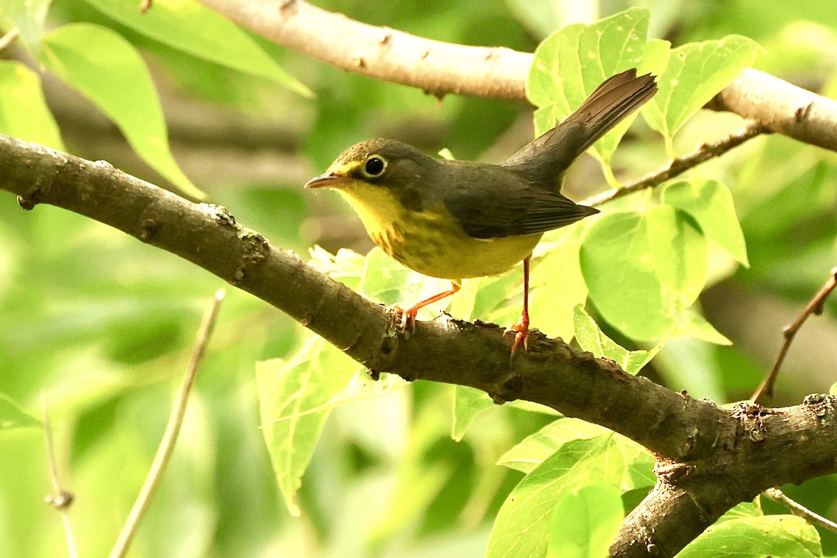 Canada Warbler - ML619502245