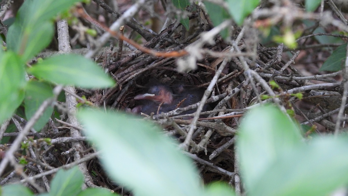 Brown Thrasher - Luke Sloop