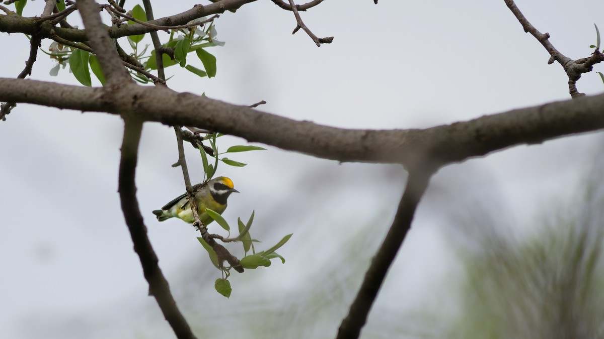 Golden-winged x Blue-winged Warbler (hybrid) - Bob Izumi