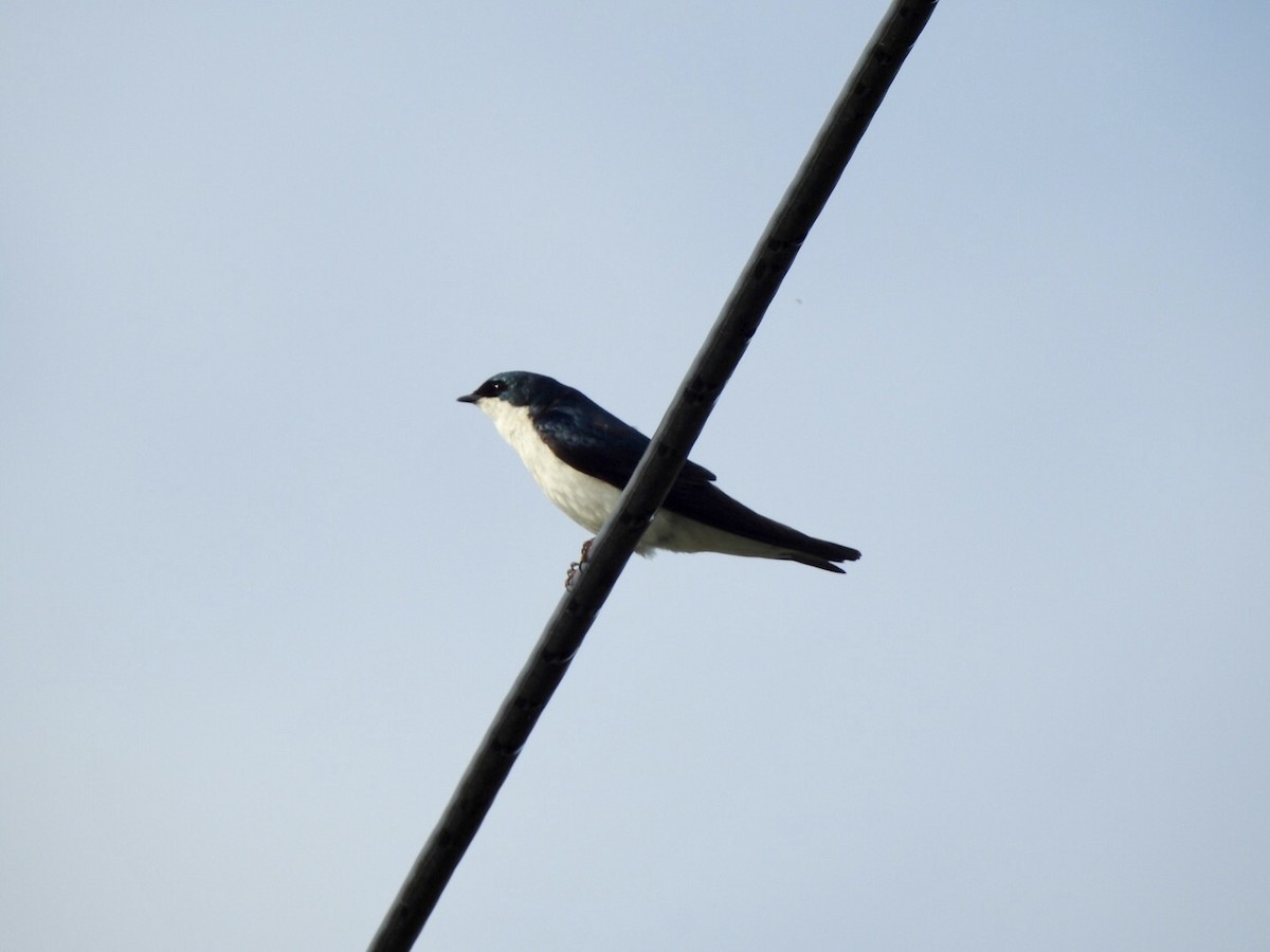 Tree Swallow - ML619502251