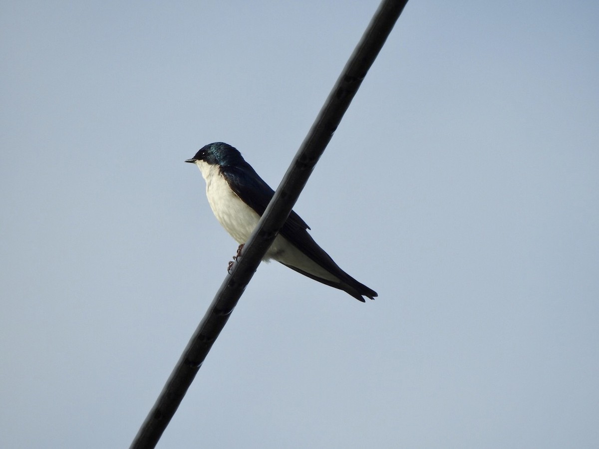 Tree Swallow - ML619502252