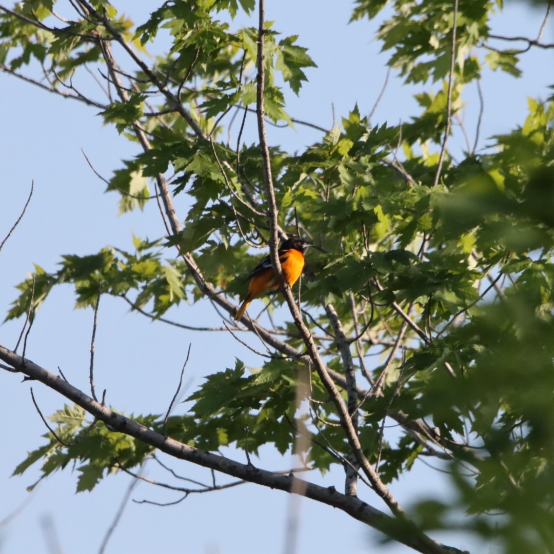 Baltimore Oriole - Leslie Steinberger