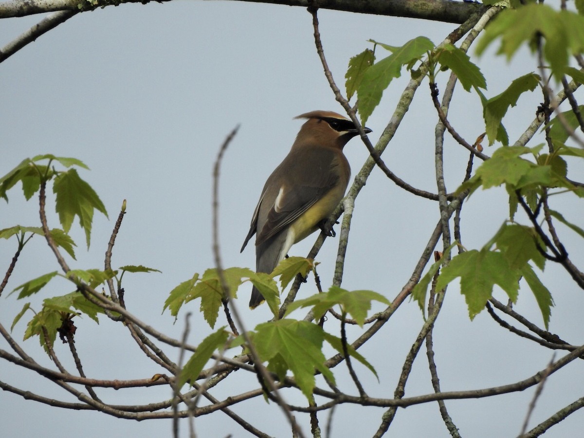 Cedar Waxwing - ML619502262