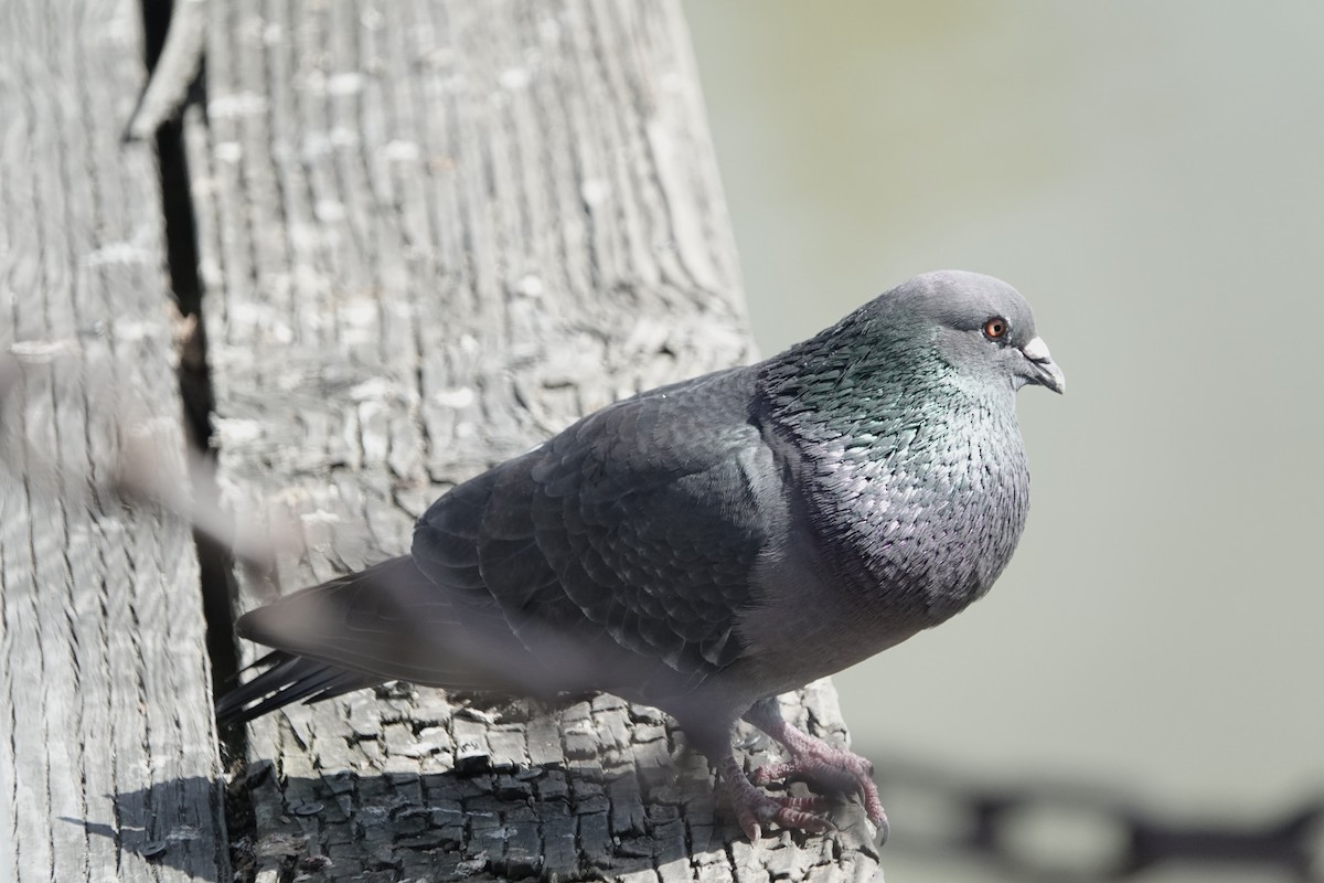 Rock Pigeon (Feral Pigeon) - Debra Austin