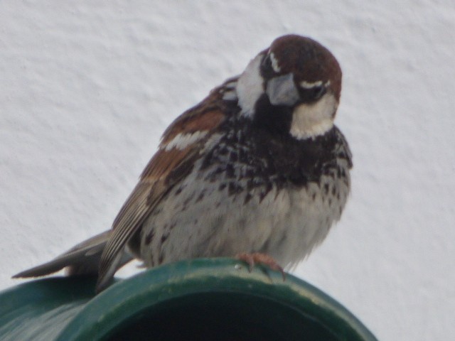 Spanish Sparrow - Rob Emery