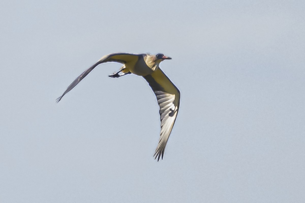 Whistling Heron - Amed Hernández