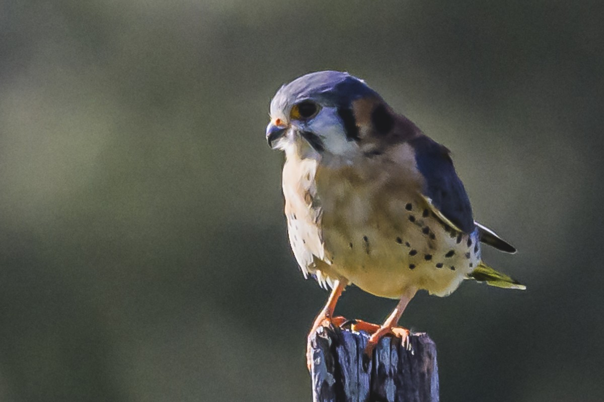 American Kestrel - Amed Hernández