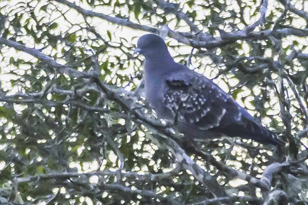 Spot-winged Pigeon - Amed Hernández