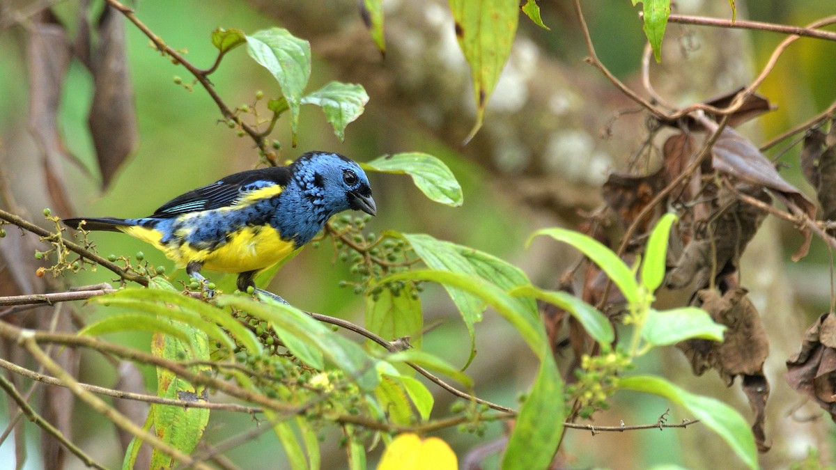 Turquoise Tanager - Miguel Aguilar @birdnomad