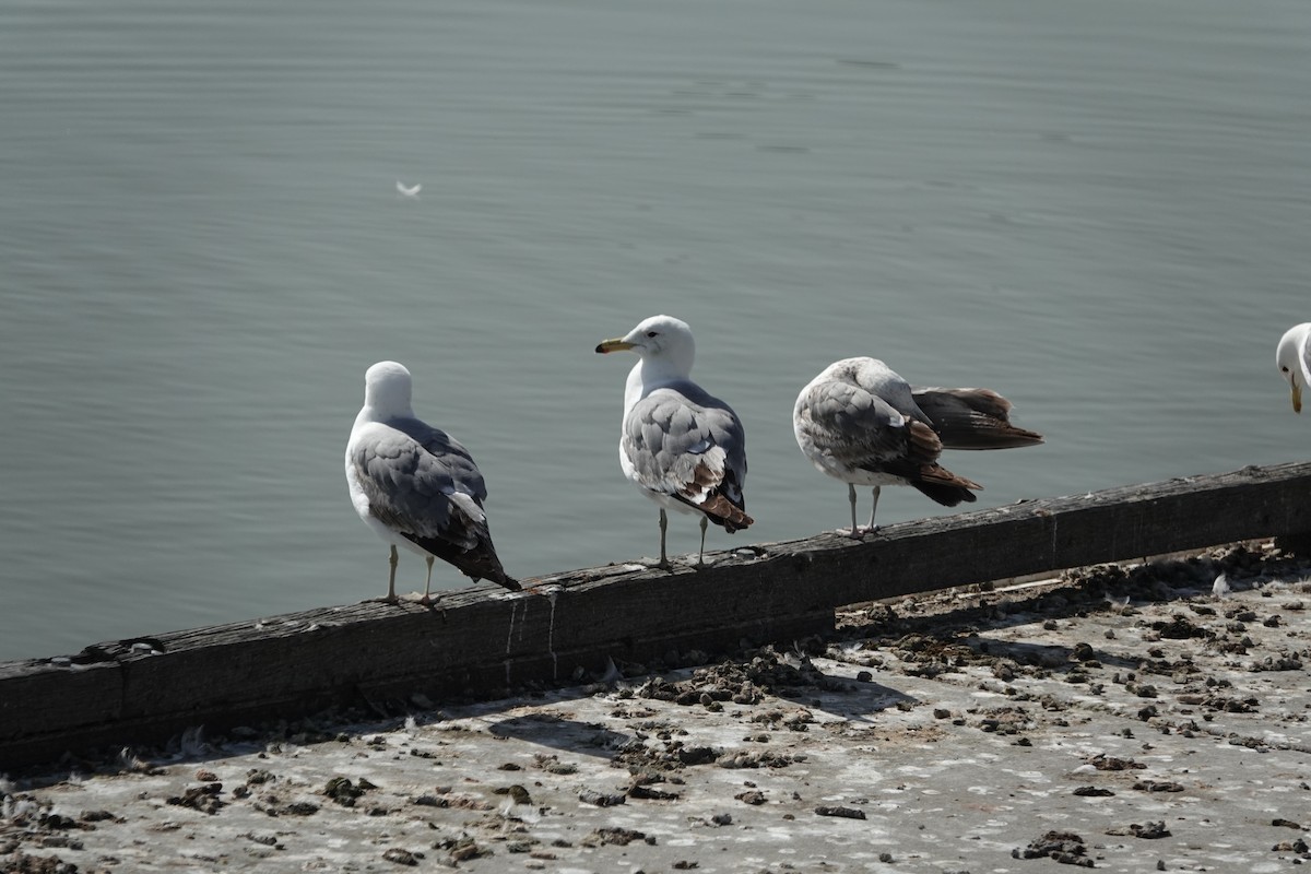 California Gull - Debra Austin