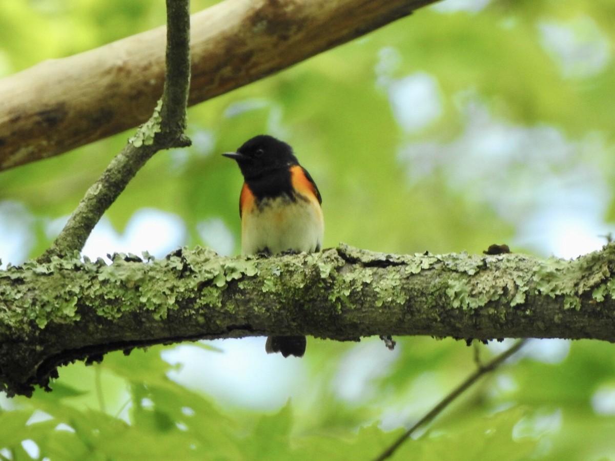 American Redstart - Anita Hooker