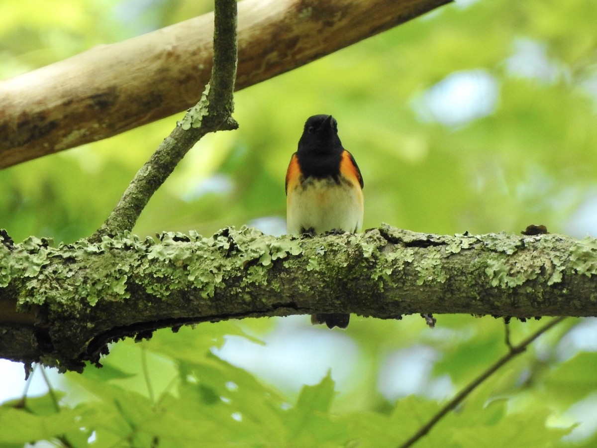 American Redstart - Anita Hooker