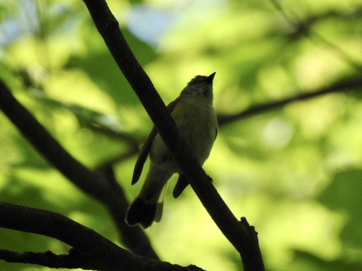 American Redstart - Anita Hooker