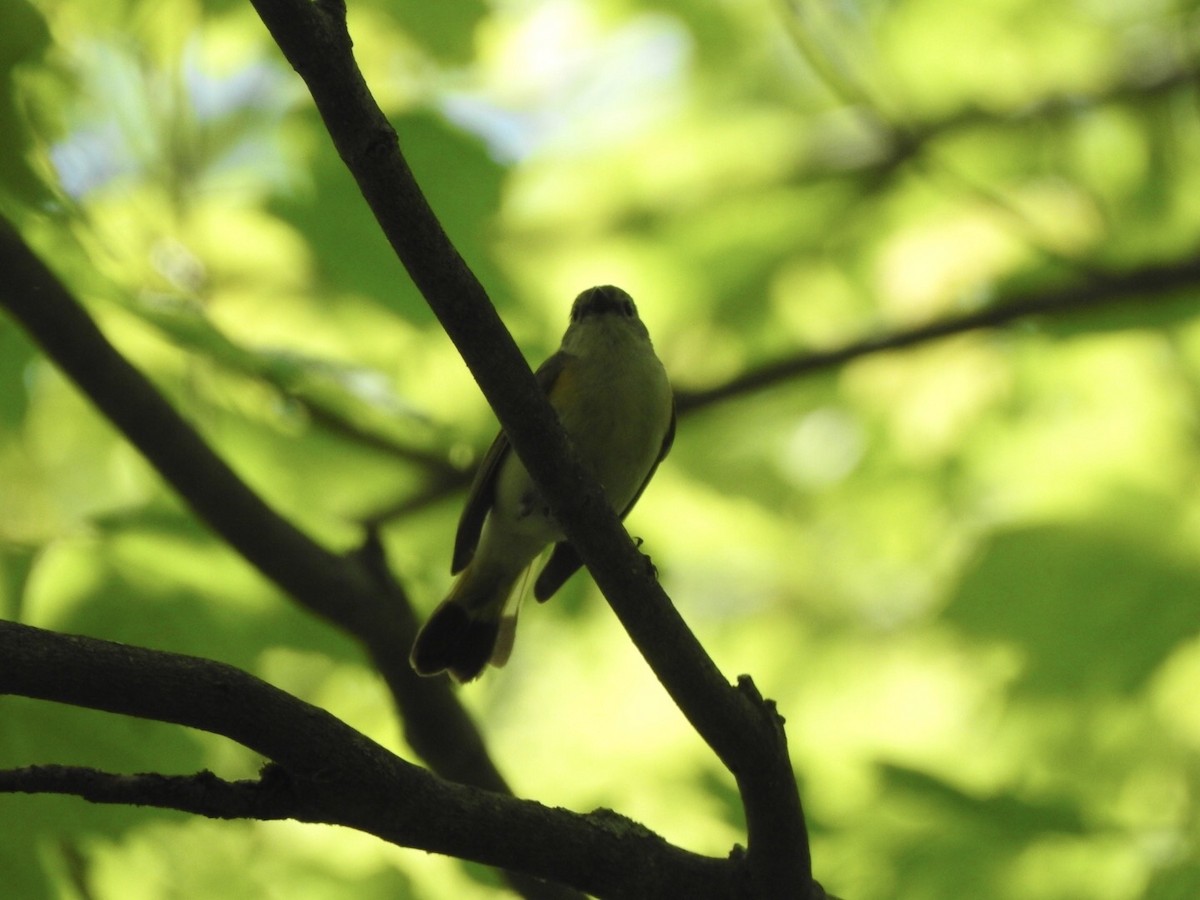 American Redstart - ML619502300