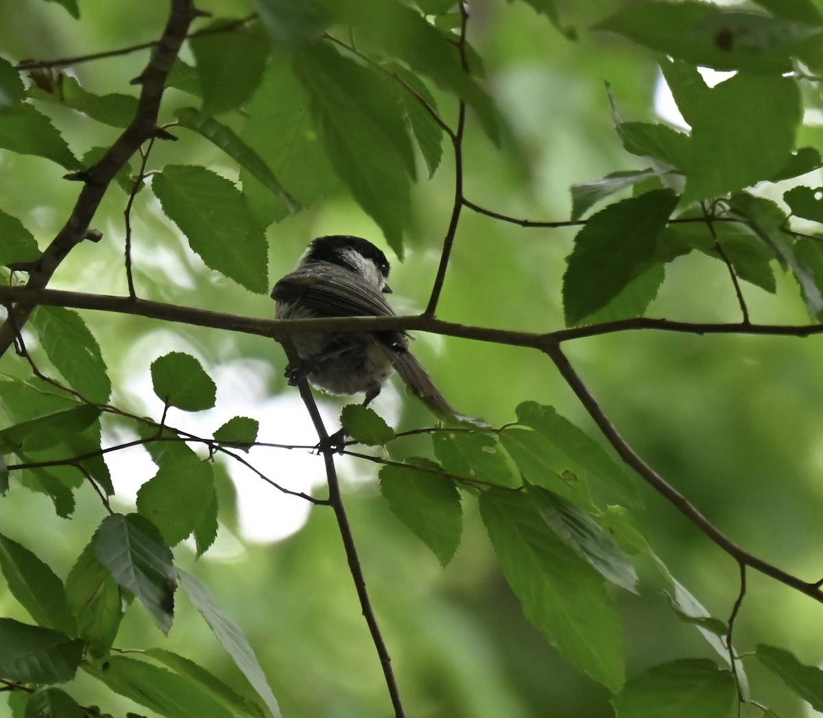 Carolina Chickadee - C Gross