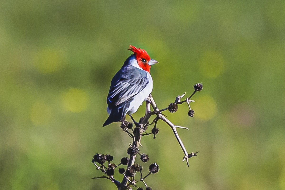 Red-crested Cardinal - Amed Hernández