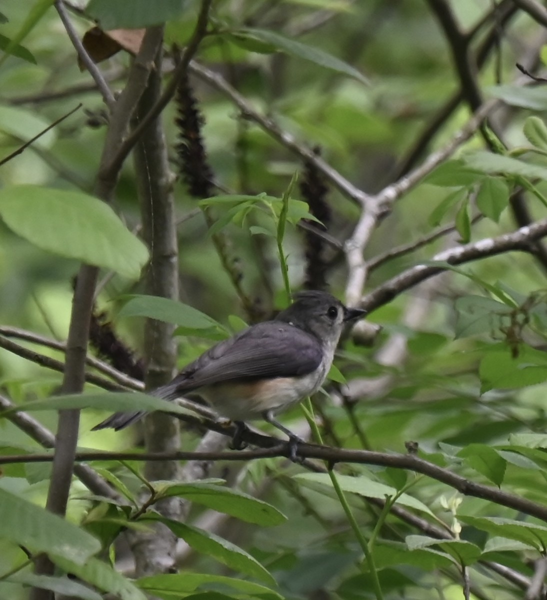 Tufted Titmouse - ML619502309