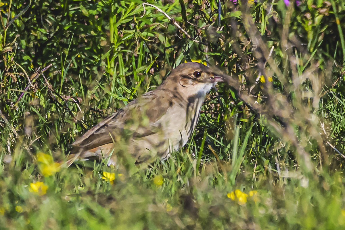 Rufous Hornero - Amed Hernández