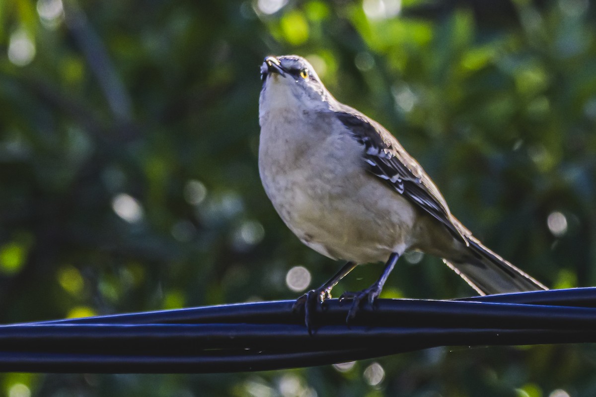 Chalk-browed Mockingbird - Amed Hernández